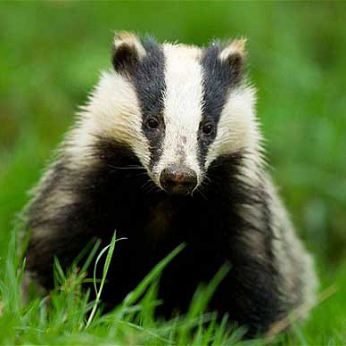 A.Badger's user avatar