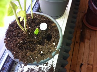 Holes dug in indoor pot