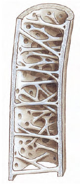 Illustration of a pneumatized bone cross section