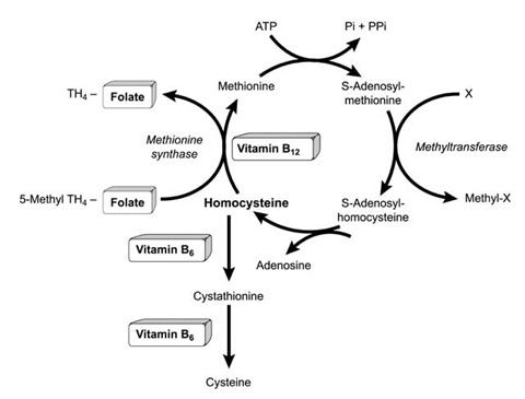 Diagram of homocysteine metabolism