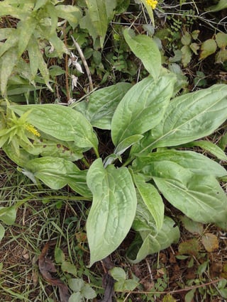 plant growing on hill slope well overgrown in Pa.