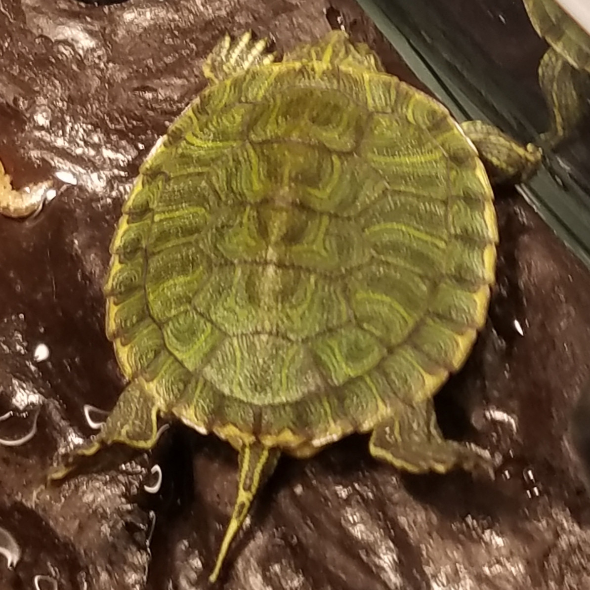 Turtle Sleeping