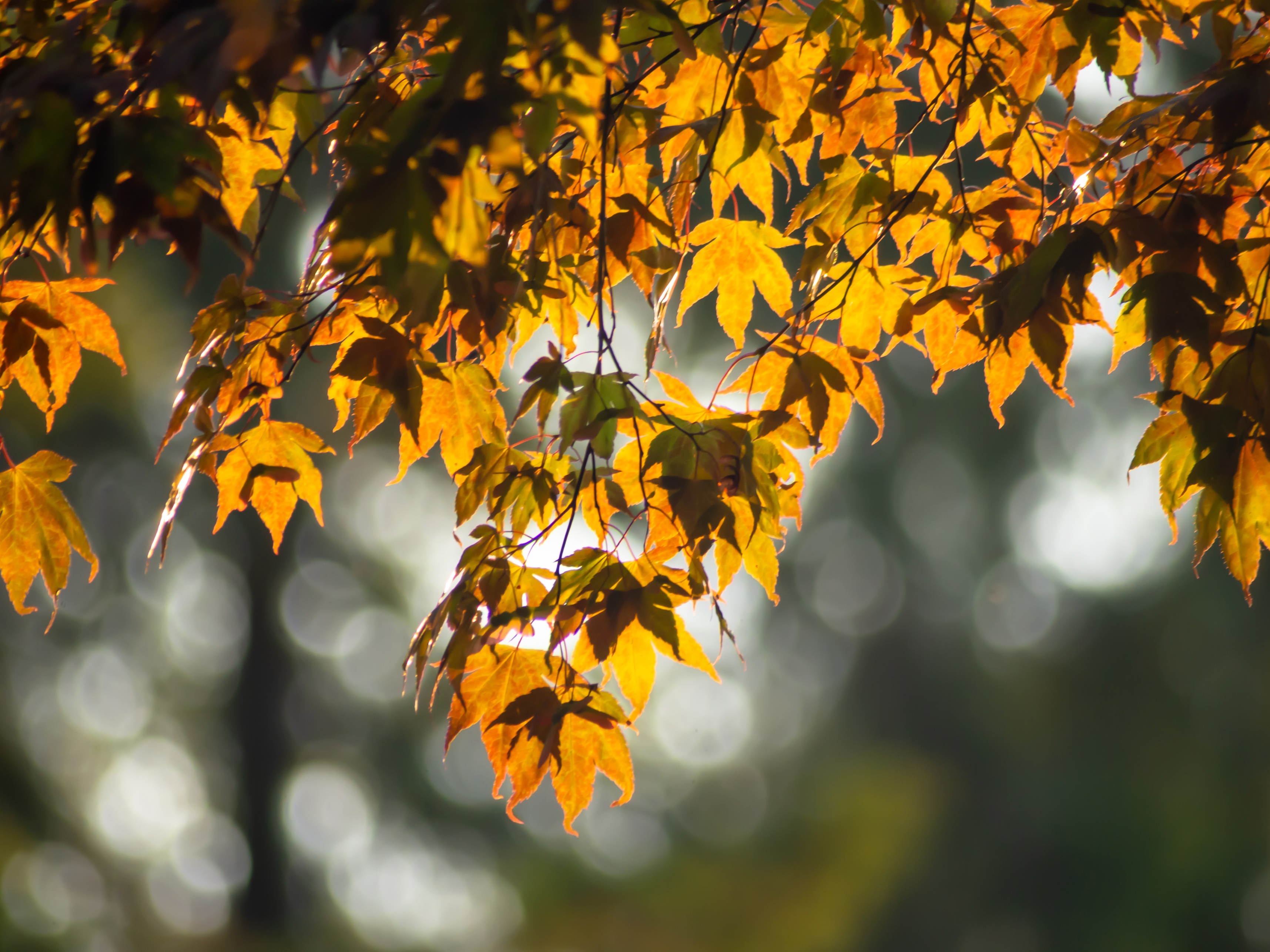 A photograph of fall leaves