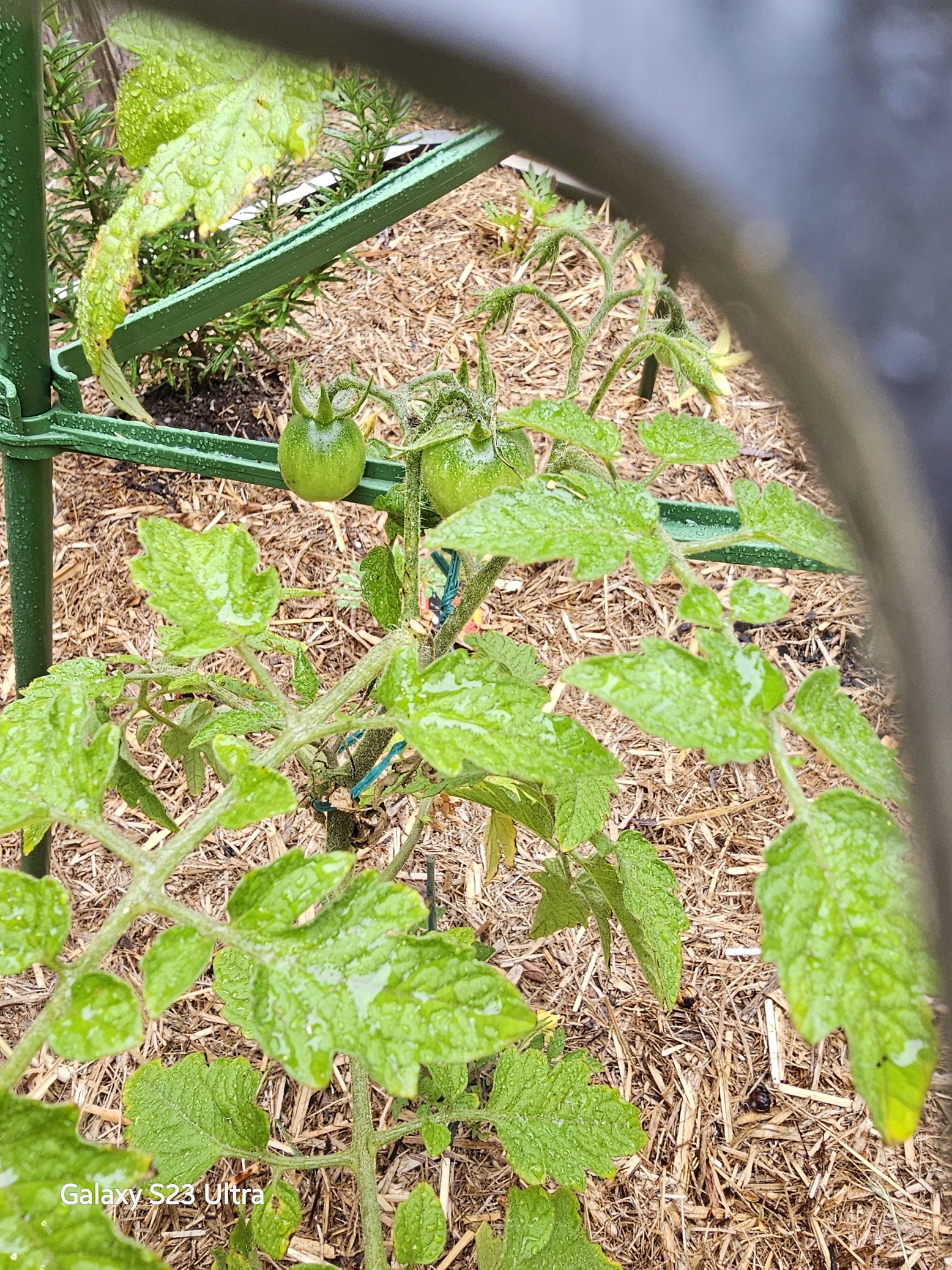 tomato plant showing fruit