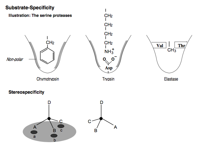 Specificity of enzymes towards their substrates