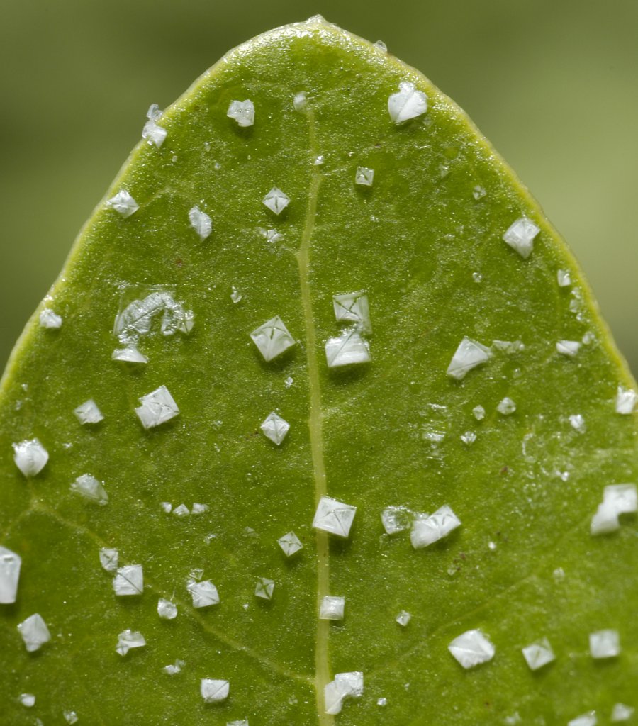 Photo of a leaf with salt crystals on it