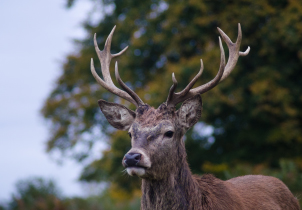 A deer with antlers looks at something out of shot