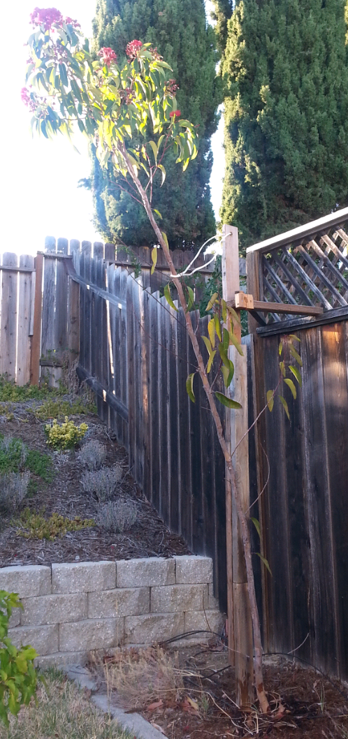 Tall thin eucalyptus