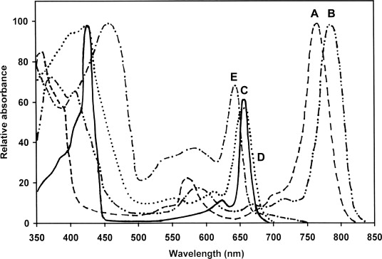 bacteriochlorophyll absorption spectra