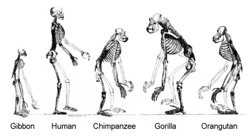 gibbons and higher apes