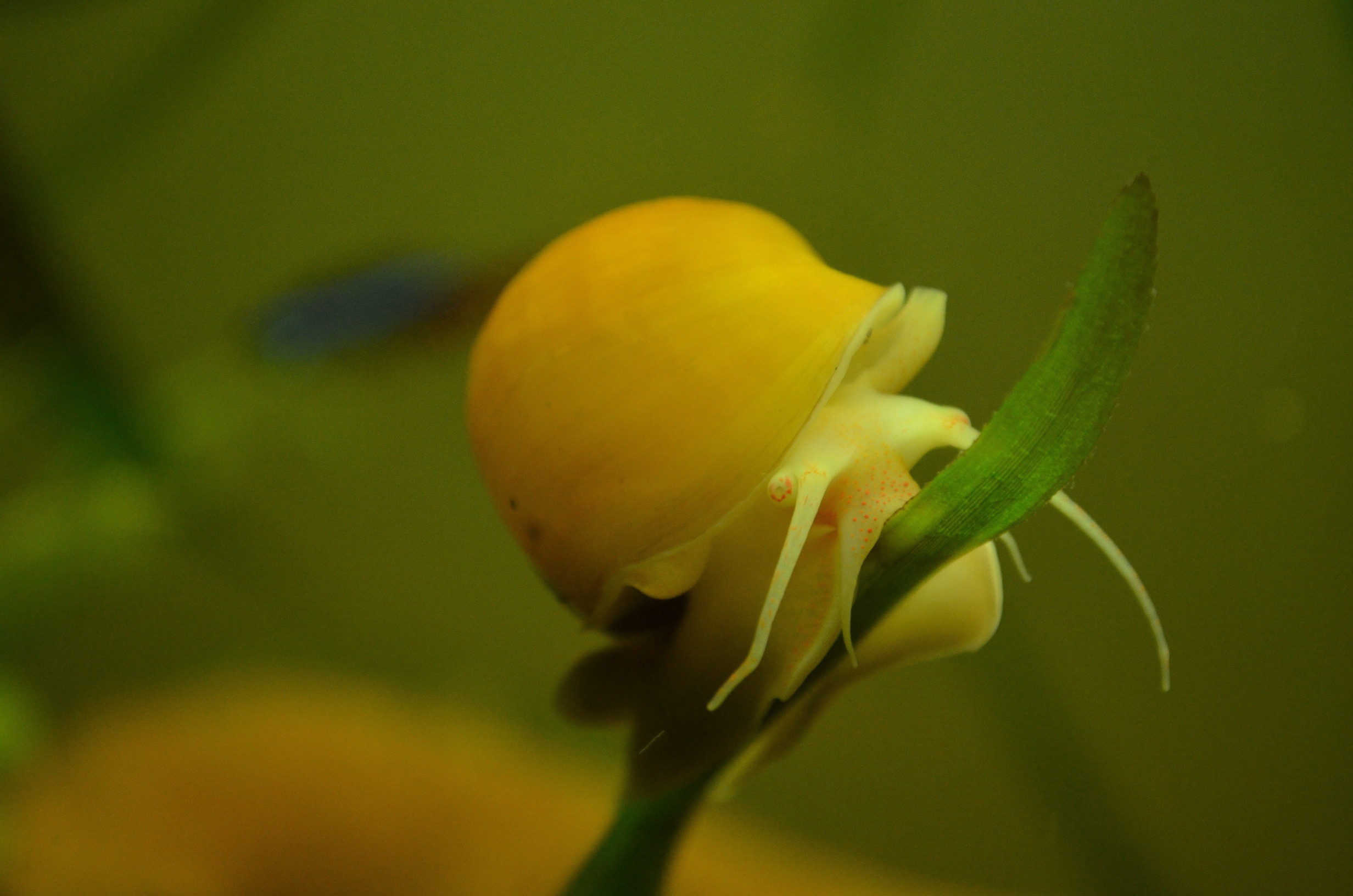 Apple snail