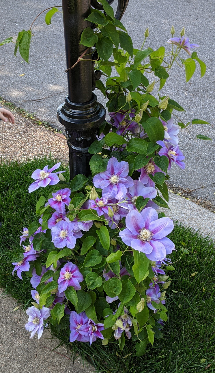 unknown climbing plant