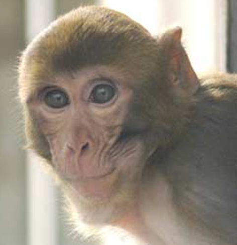 Imprisoned Rhesus's user avatar