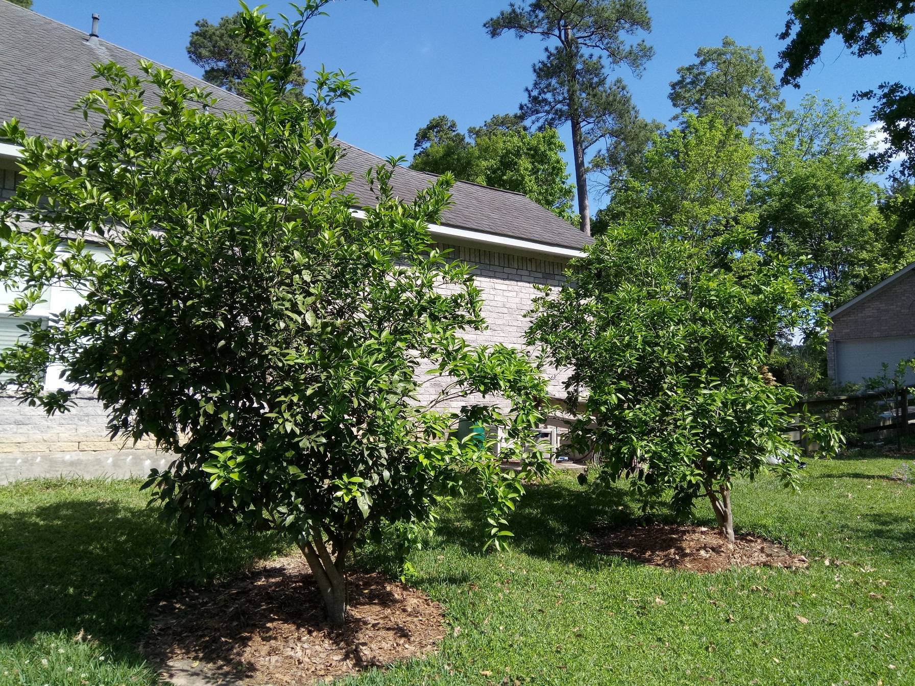 The two orange trees