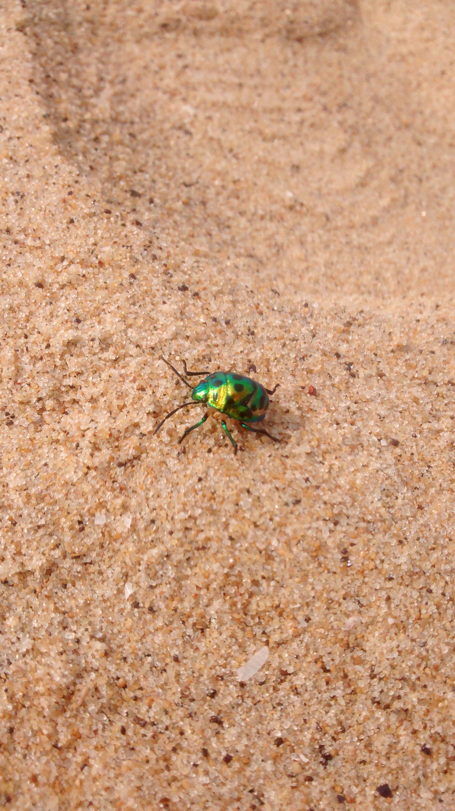  The Bug was found in Sindhudurga taluka, Maharashtra, on a beach. Morning 0830 hrs