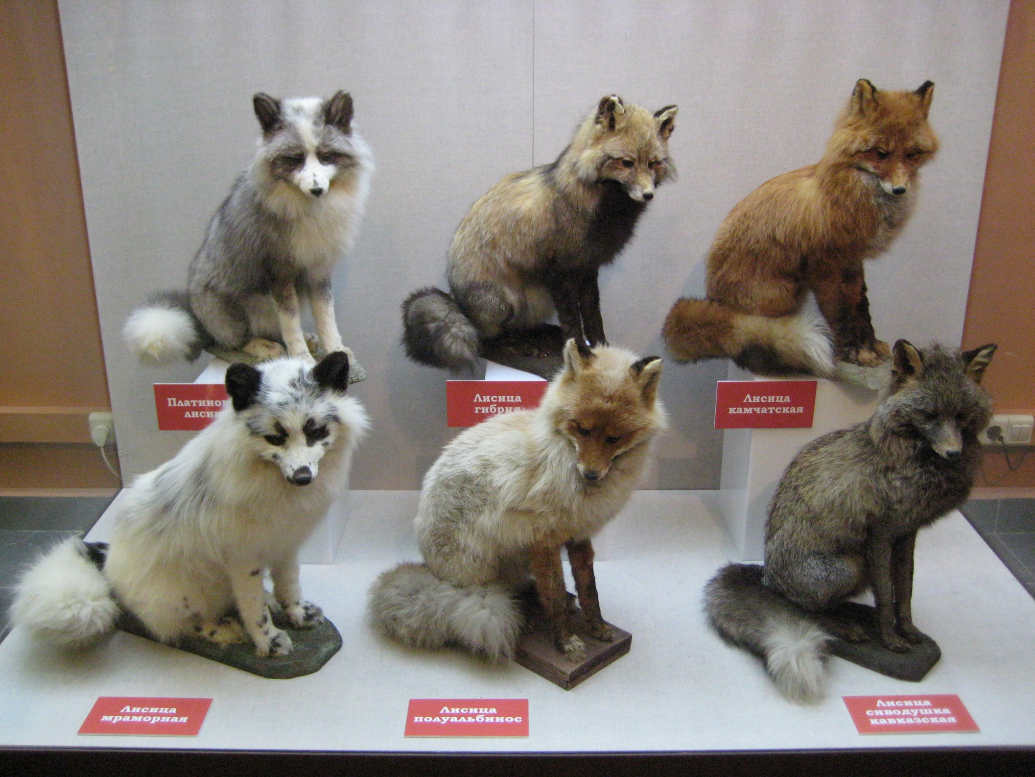 fox colour variations