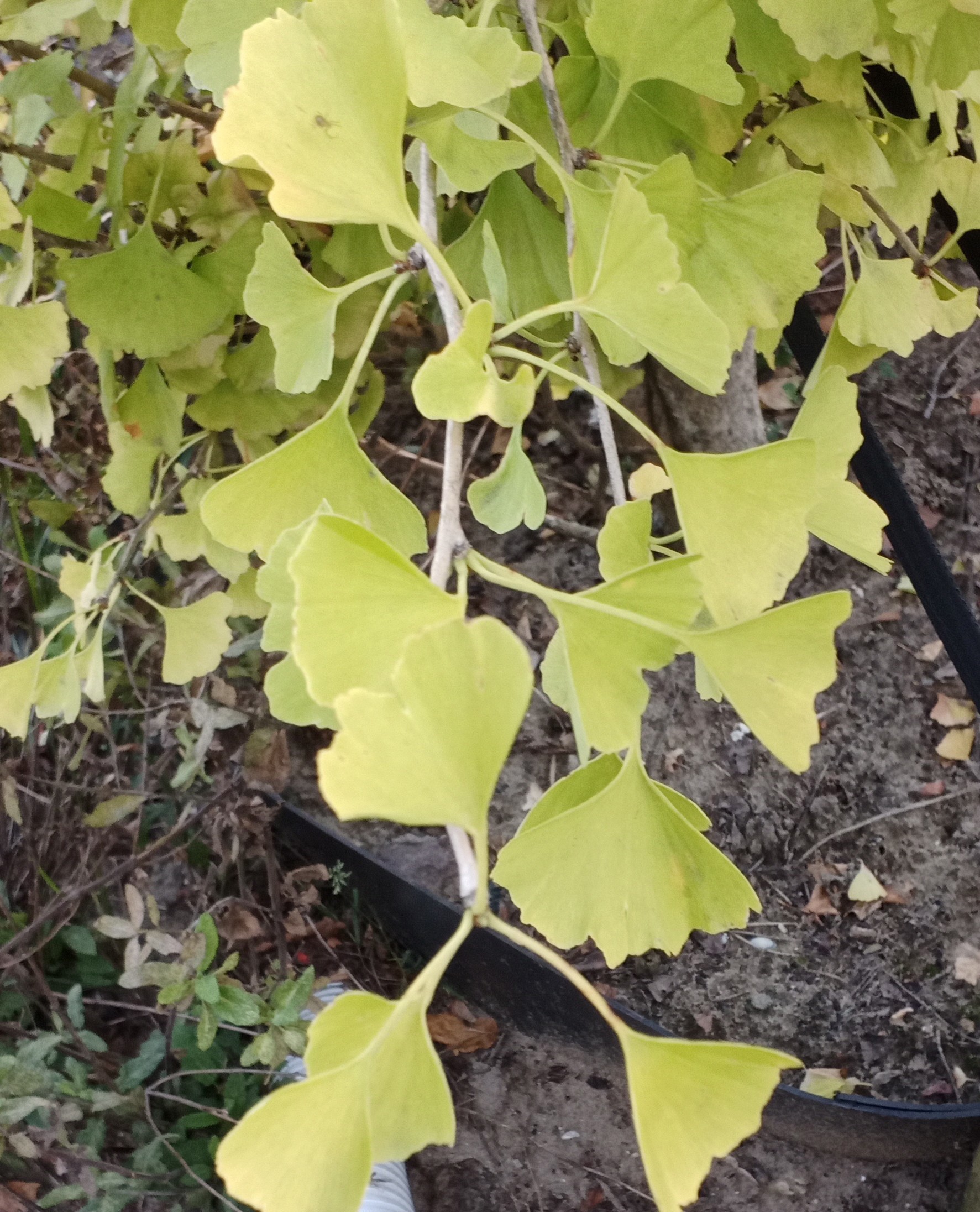 the leaves of a ginkgo tree