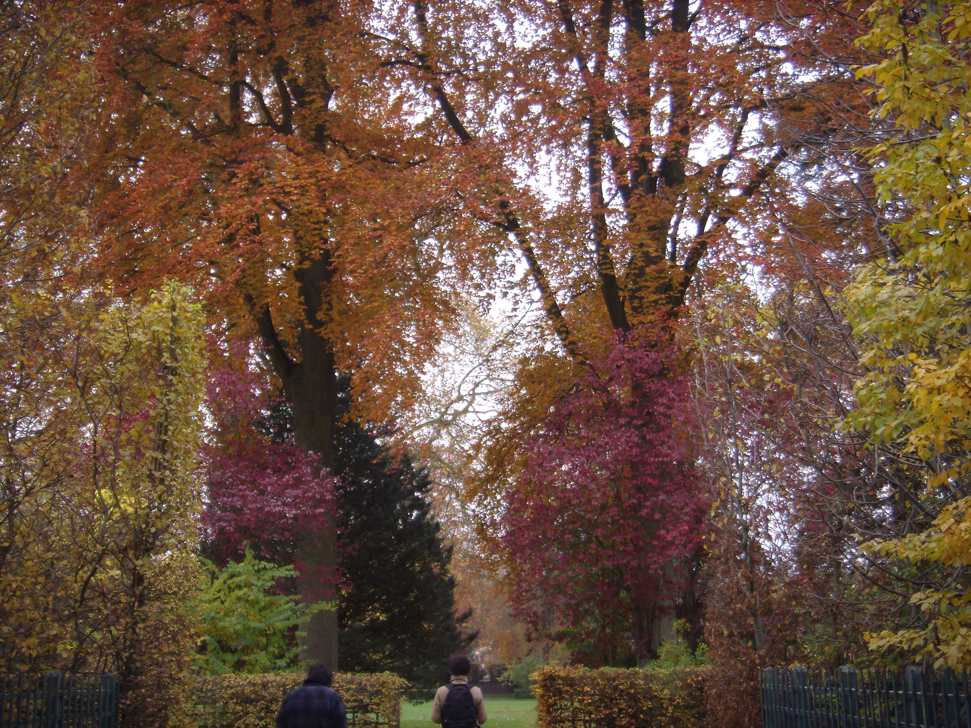 Colorful leaves from a distance