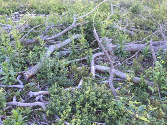 Trimmed branches - trunk had been removed in clear cutting process