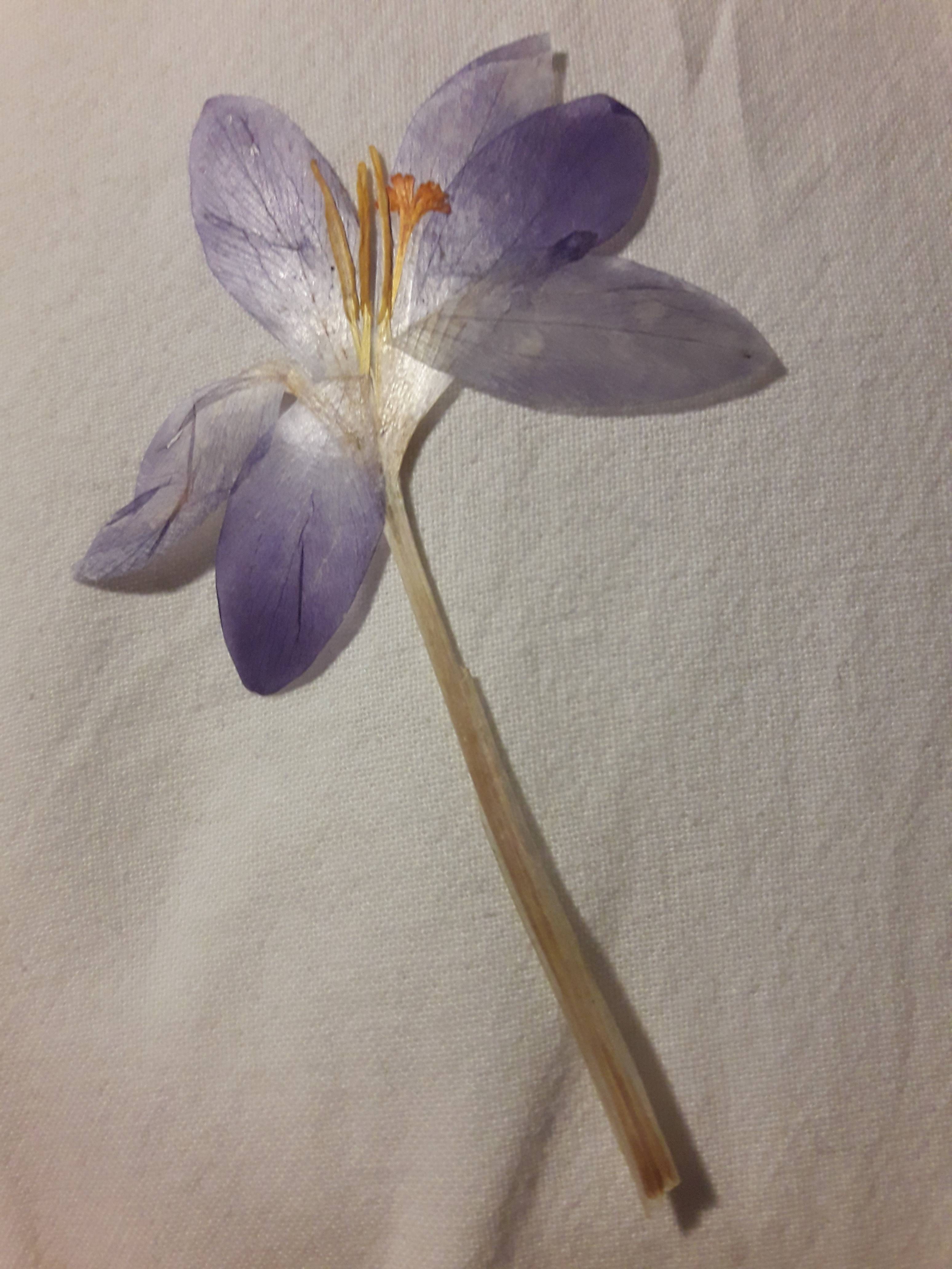 Some crocus flower, probably crocus vernus