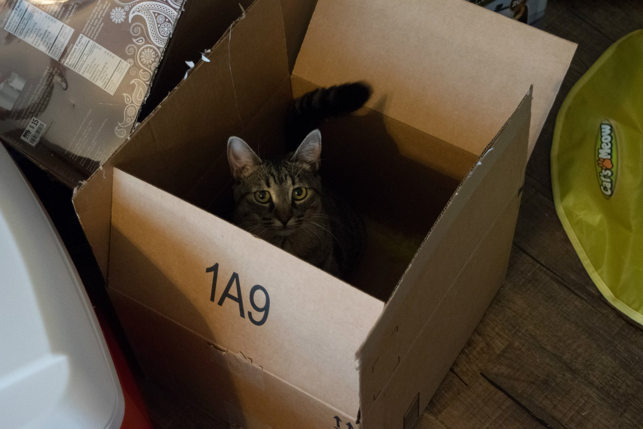 Cat in a box