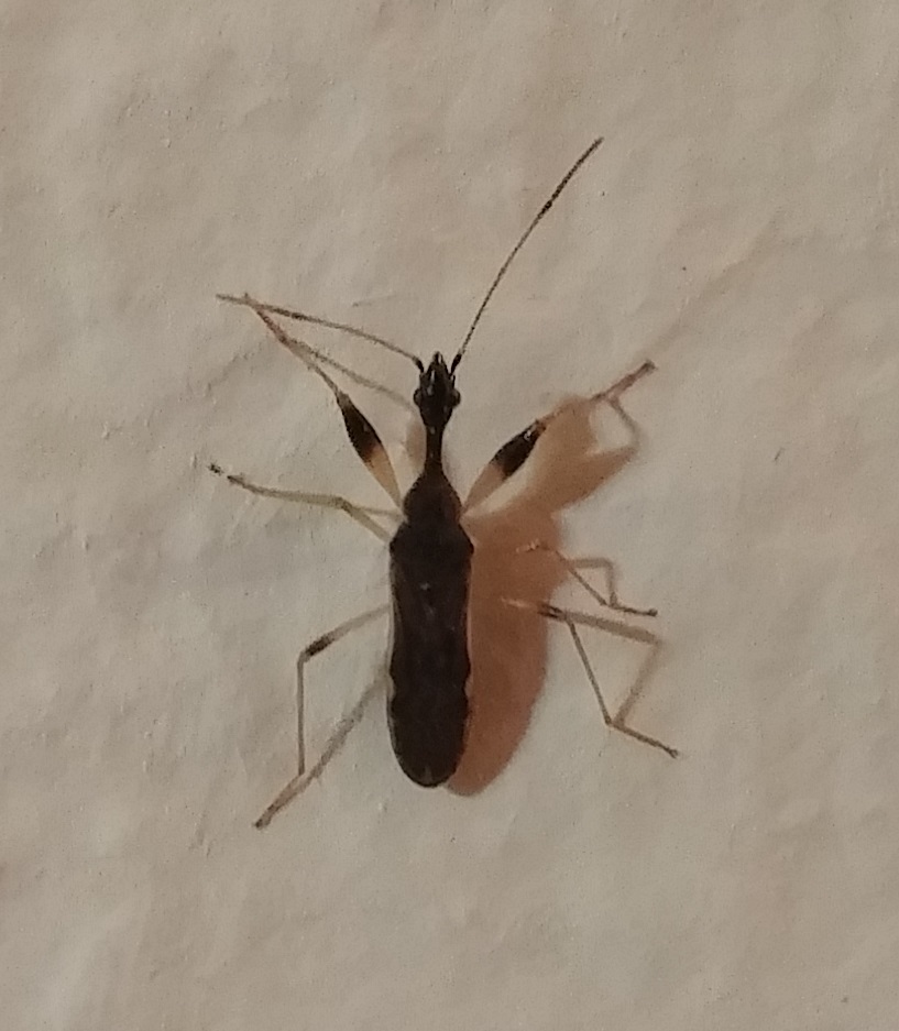 Insect on my wall