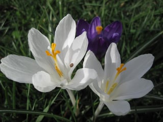 Crocus