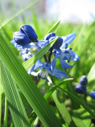 Scilla "Siberica"