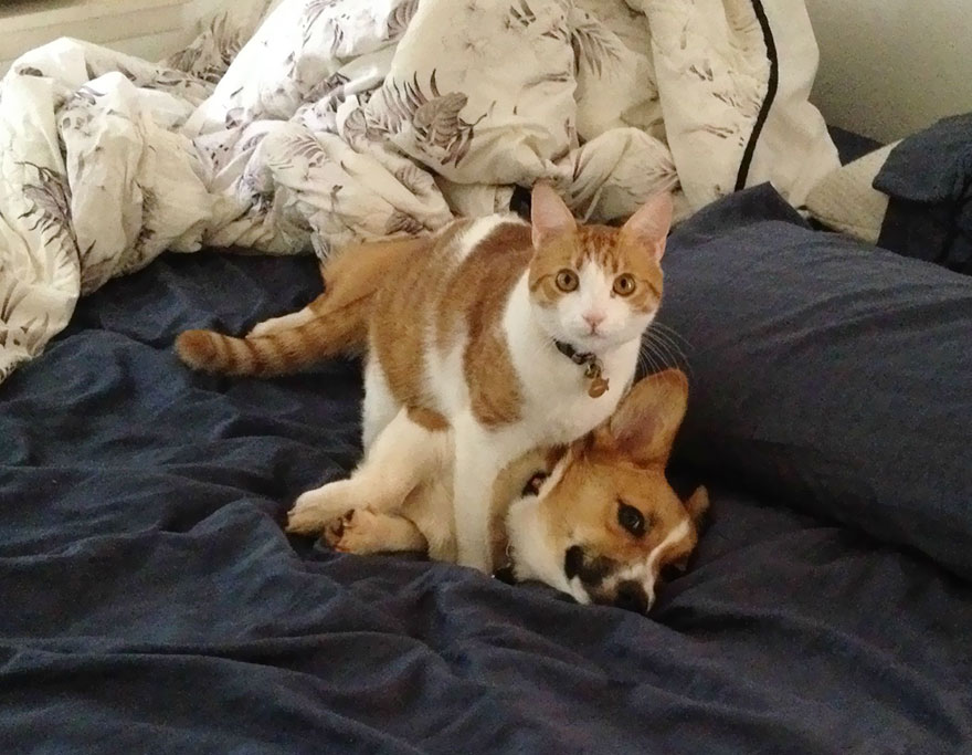 A cat and a corgi