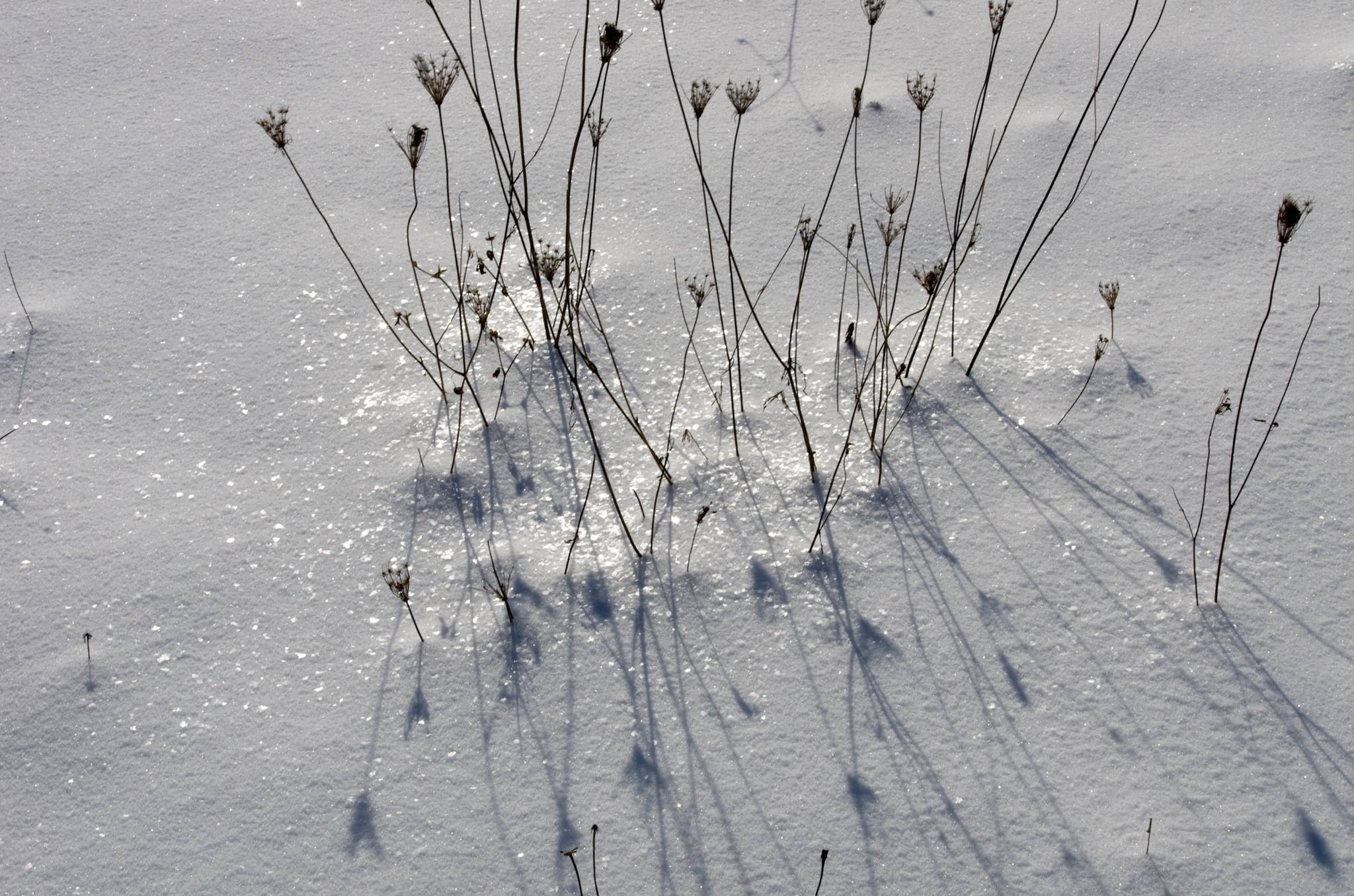 Large snow crystals