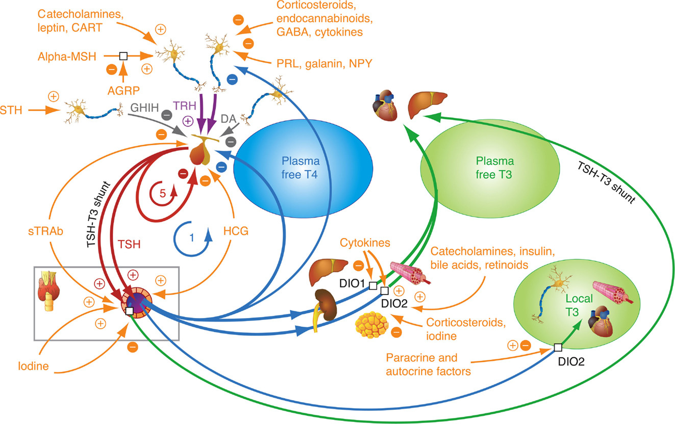 Overview of thyroid homeostasis [Hoermann et al. 2015]