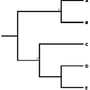 phylogenetic tree