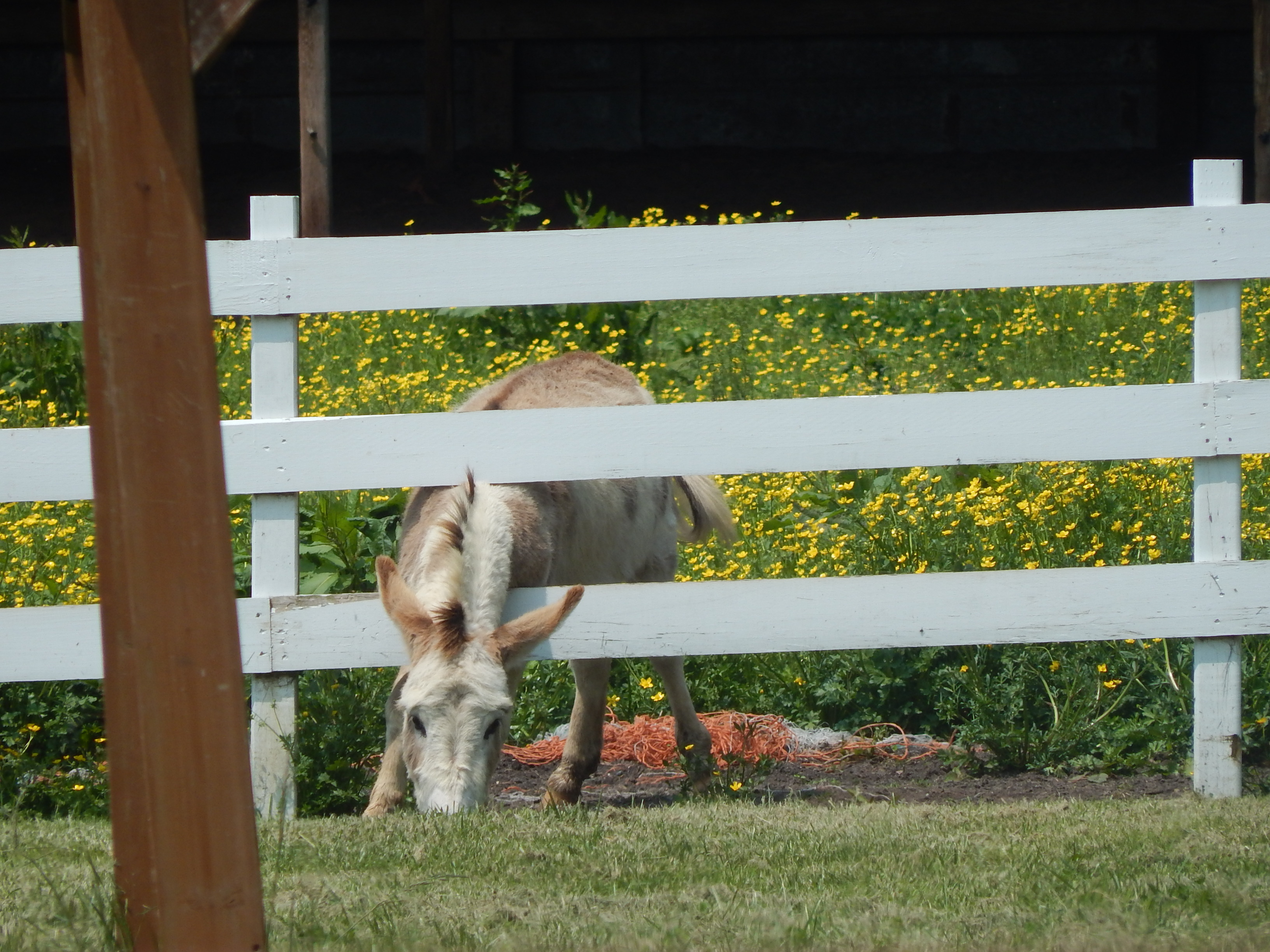 Donkey eating on the other side of the fence!