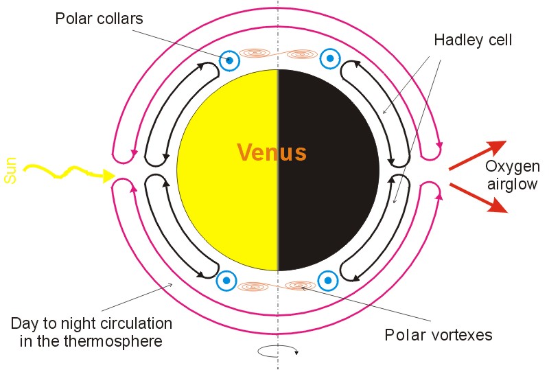 Venus circulation