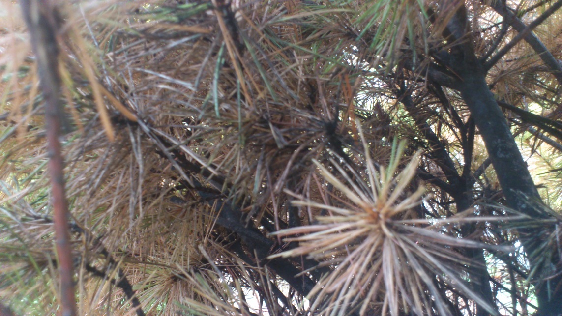 interior of white pine