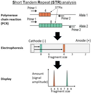 STR genotyping schematic figure