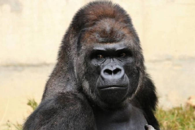 HandsomeGorilla's user avatar