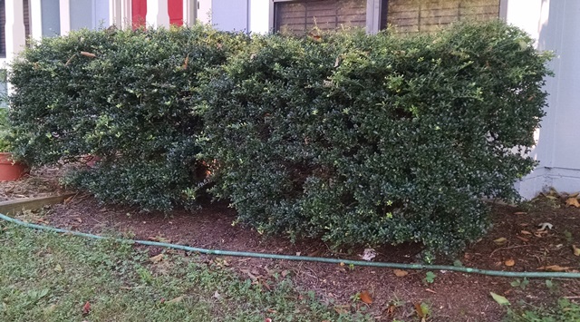 Front view of bushes after some selective trimming of branches