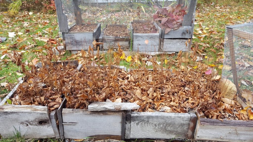 air prune boxes with hazelnut tree seedlings