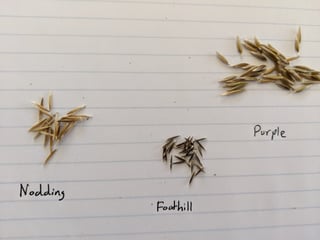 grass seeds without awns