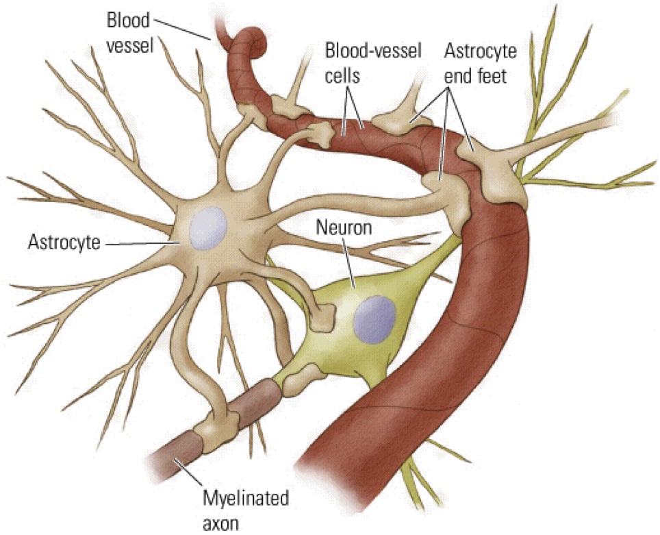 Neurovascular coupling