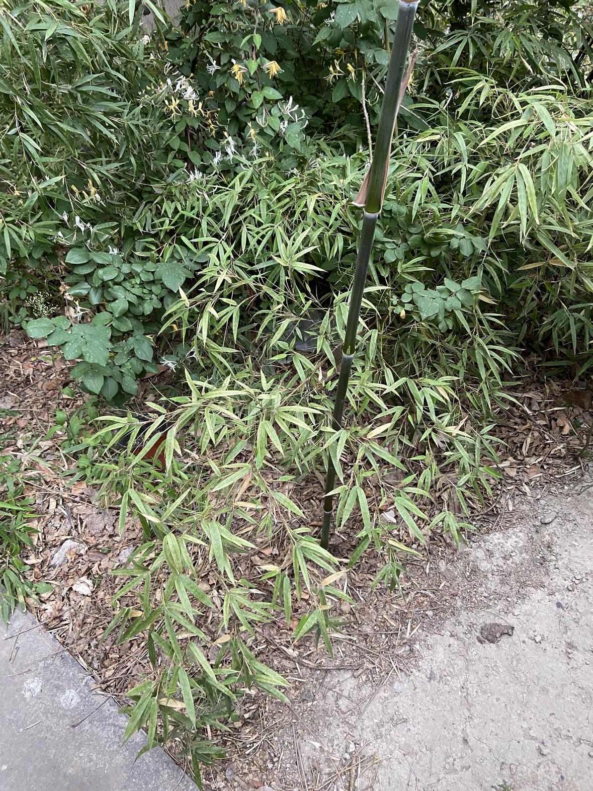 various shrubs and weeds in an urban setting