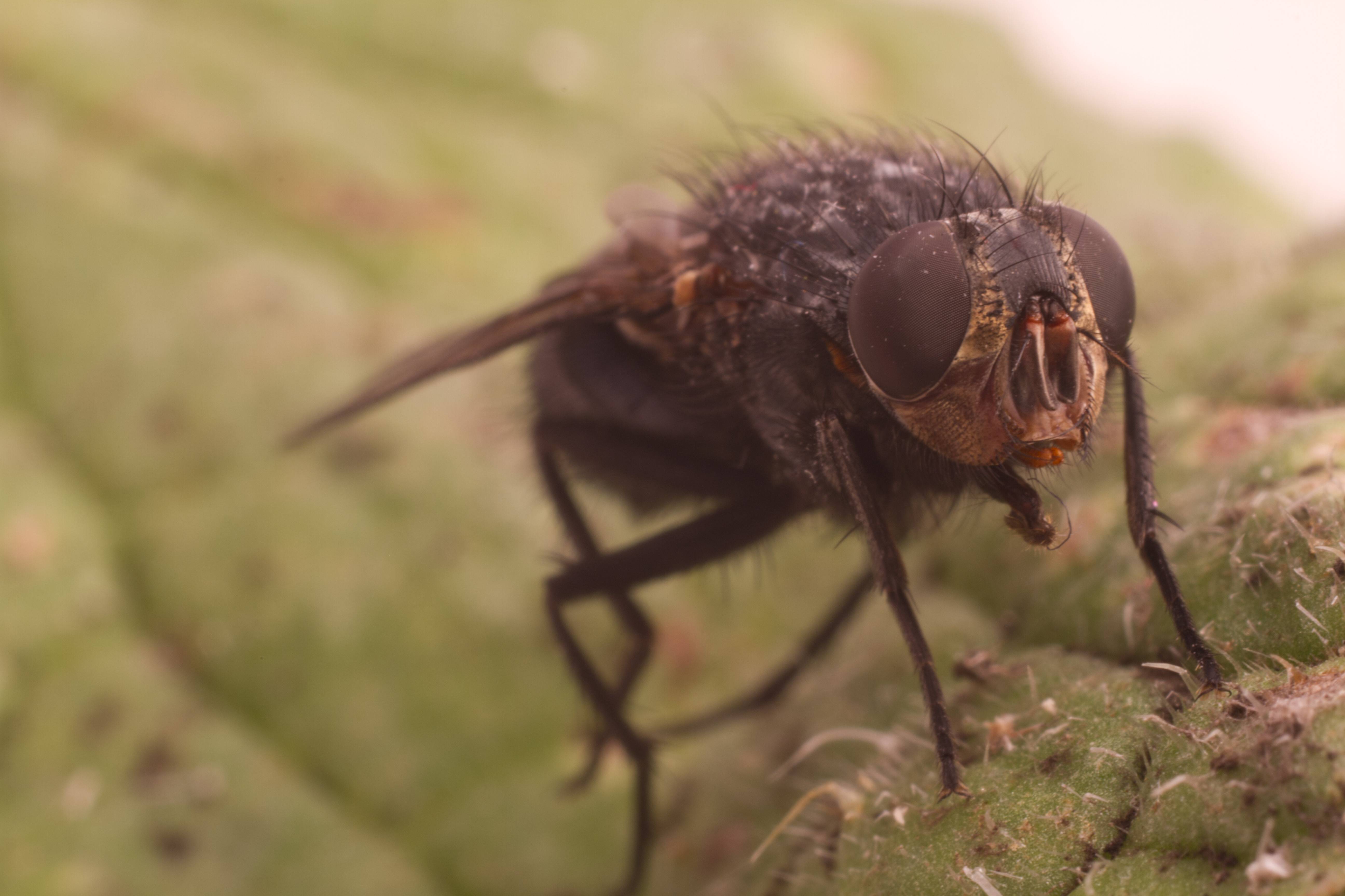 close up of house fly