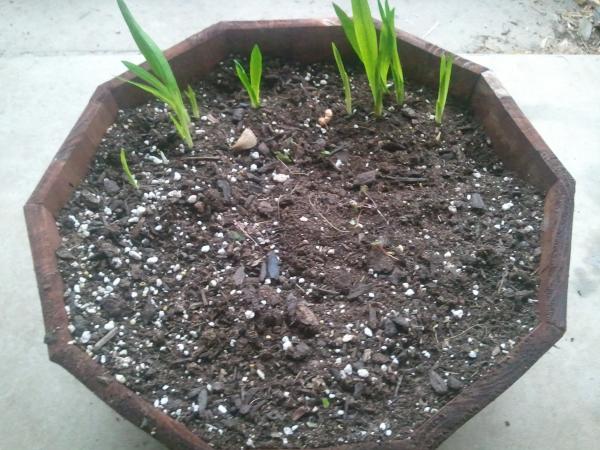 picture of a wooden planter with several freesia shoots