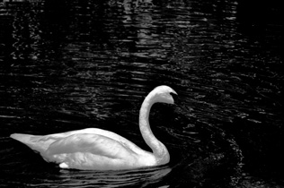 Swan Lake