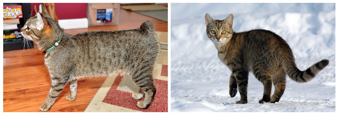 Manx cat and domestic cat, for comparison