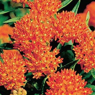 Orange Butterfly Plant