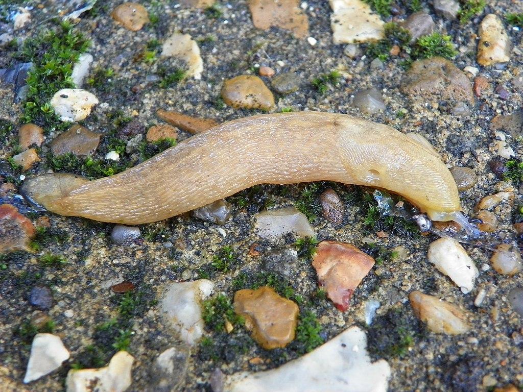 Yellow slug (Limax / Limacus flavus)