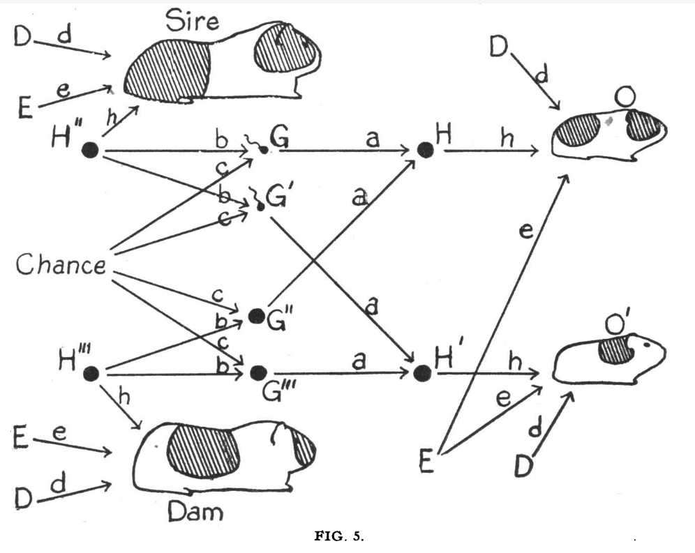 Wright paths