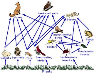 food web